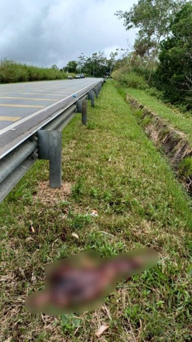 聂纳兹米:野生动物死亡事件上升 两年有6只老虎成亡魂