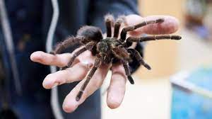 肚子好大?韩男过秘鲁海关露马脚 身上惊藏上百毒狼蛛、蜈蚣