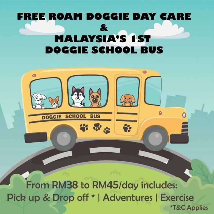 视频|“狗狗校车”日托所 接送狗狗外出玩乐