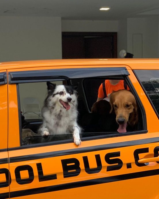 视频|“狗狗校车”日托所 接送狗狗外出玩乐