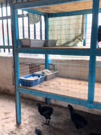 视频|养鸡修车主持还能建鸡舍　残疾大叔“样样行”超励志