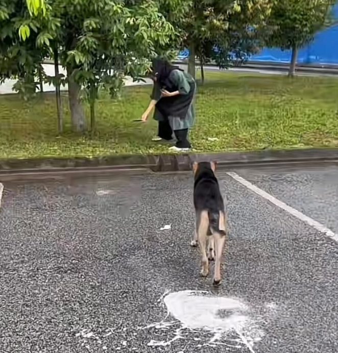 视频|因喂养流浪狗遭扬言抵制 穆餐馆女老板:请尊重所有生命