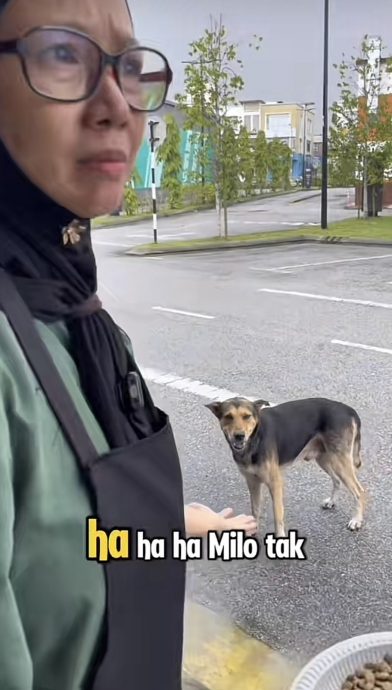 视频|因喂养流浪狗遭扬言抵制 穆餐馆女老板:请尊重所有生命