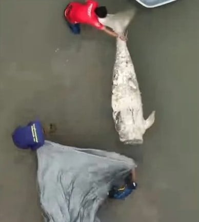 视频/泰国惊现无头美人鱼!疑因“牙齿可避邪”遭斩首 村民见腐尸落泪