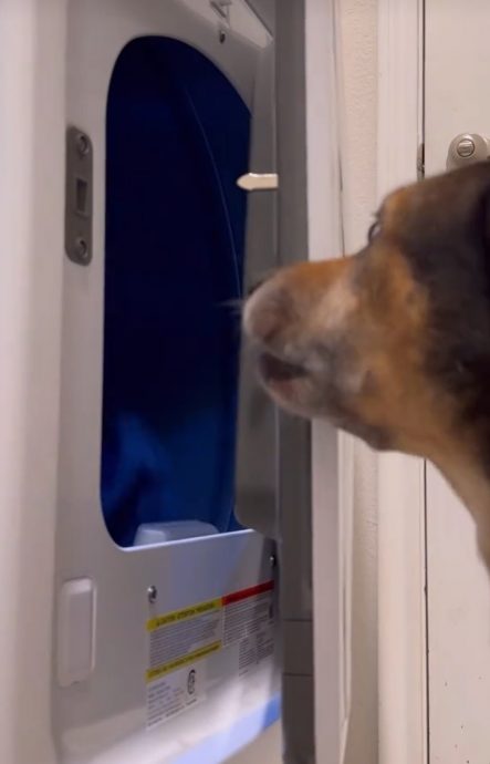 视频|烘干机总是无故故障 摄像头揭露元凶是它!