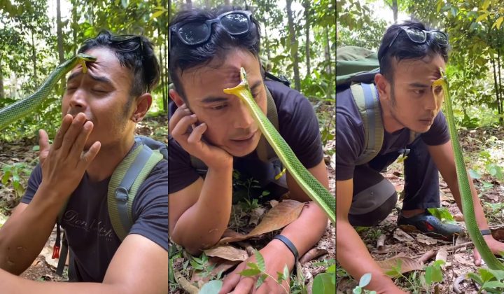 视频|额头被蛇咬冷静做测评 男子:“真的很痛 千万别学!”