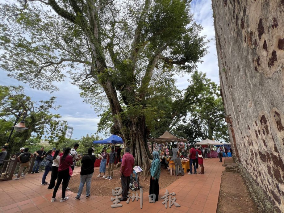 (古城封面主文)圣保罗山大树枝干断裂·压毁栏杆古墓 当局快清理