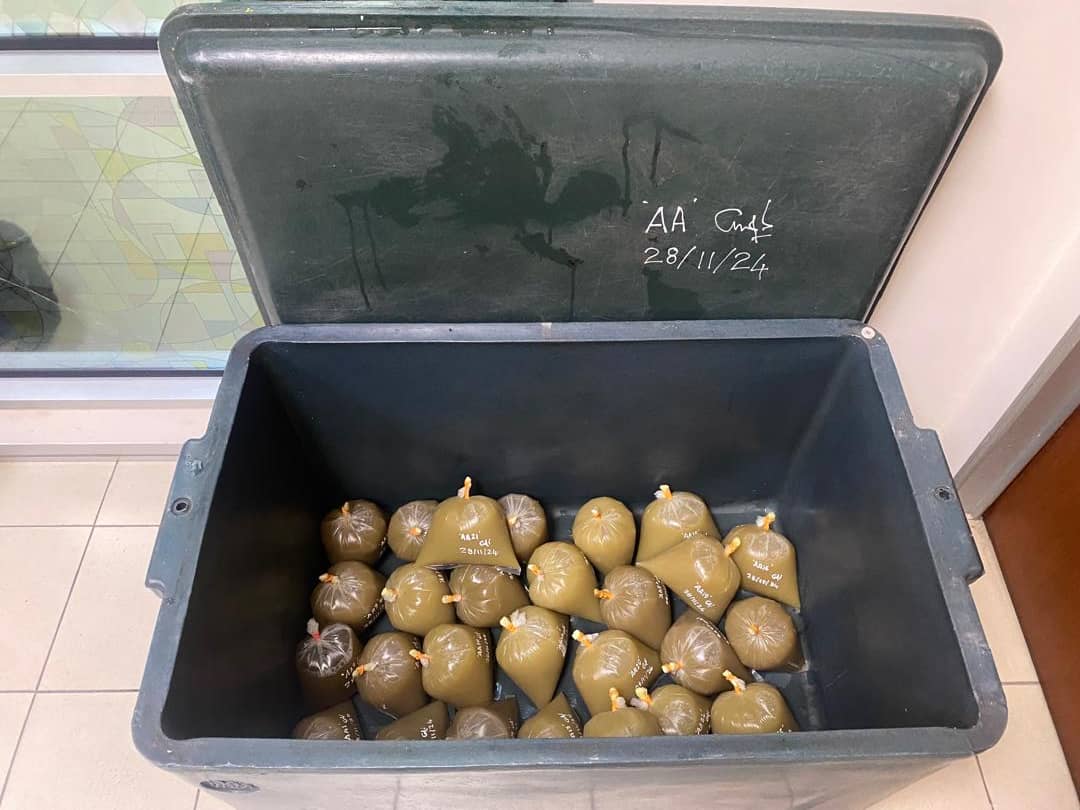 (古城版)警方起获哥冬叶哥冬水