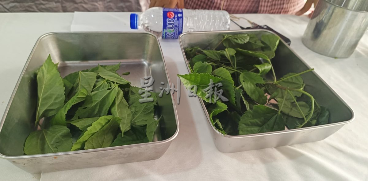 (大北马)绿量---槟消协绿色行动周 自然降温与节能的倡导
