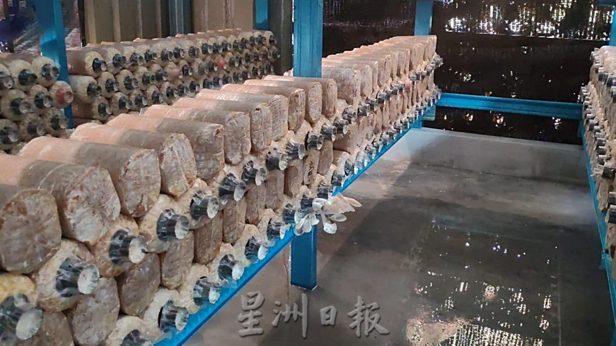 古来新村启动昌明社区繁荣计划 村委盼打造草药园