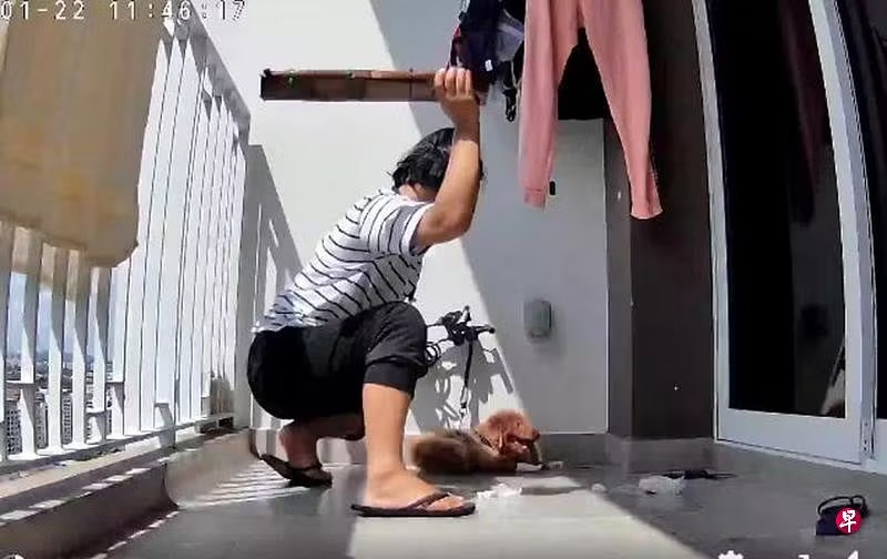 (已签发)柔:狮城二三事:抓颈打头挂阳台晾 女佣虐死狗监9个月