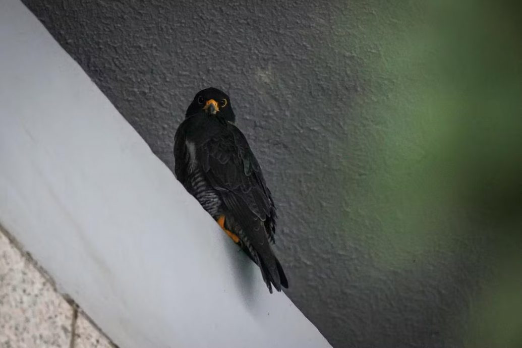 (已签发)柔:狮城二三事:游隼商业区大楼筑巢产卵 创狮城稀有鸟类繁殖记录 (已签发)柔:狮城二三事:游隼商业区大楼筑巢产卵 创狮城稀有鸟类繁殖记录