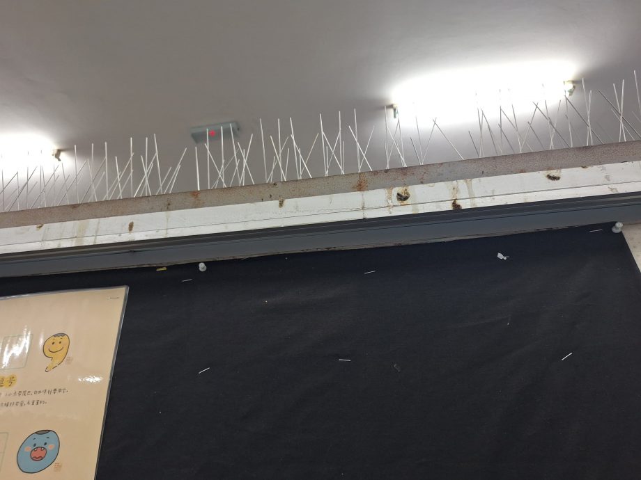 NS芙蓉/芙蓉市政厅连日展开射乌鸦行动,惟效果不显著