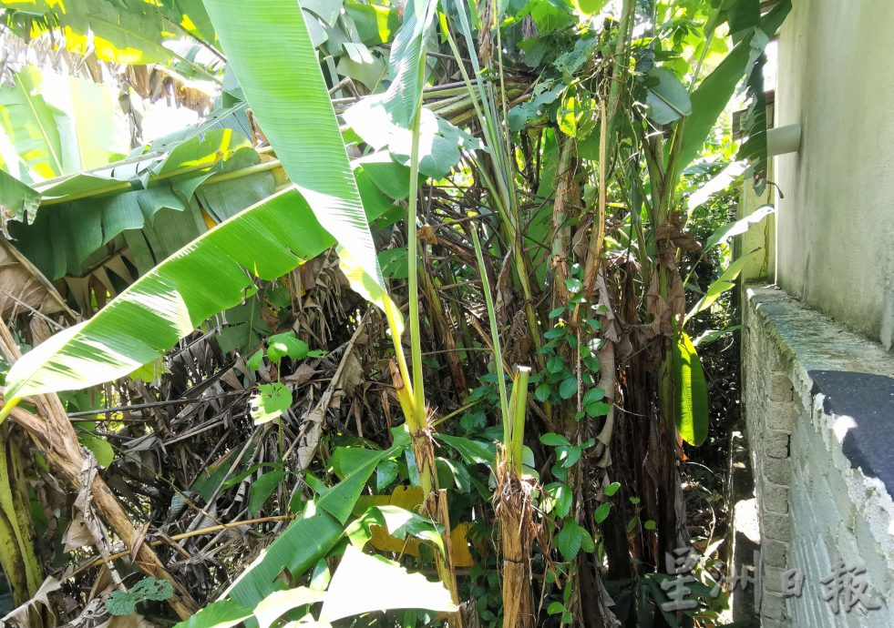 NS芙蓉/屋后一墙之隔就是树林 蛇虫常闯屋 居民住不安