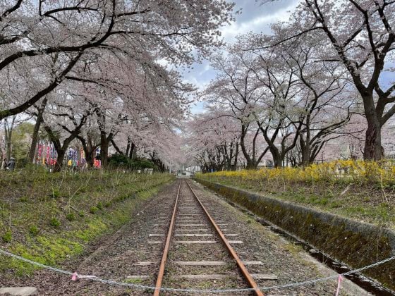 【日本】日本东北追樱之旅:带你走进奥入濑溪流中