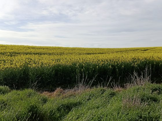【纽西兰】我在但尼丁,却像走入了爱丁堡