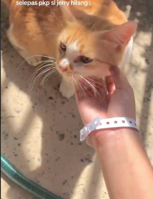 **全国综合（只供网）**疫情后溜出家下落不明，2年后饲主与爱猫重逢