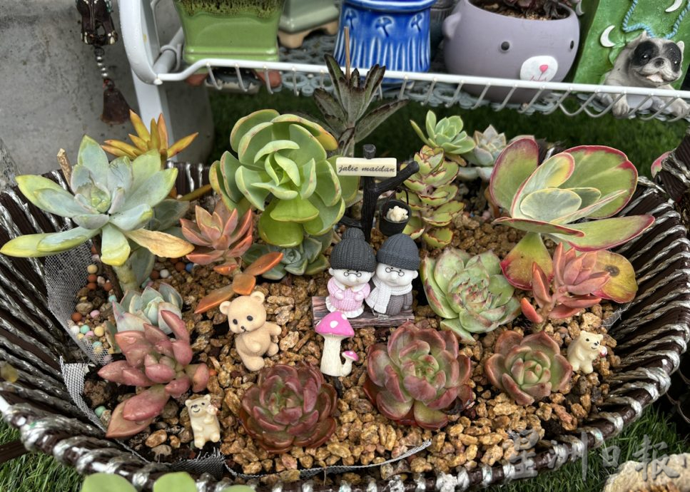 共用版:乐活频道(12月5日见报):郑玫珍种逾600盆多肉植物,营造漂亮景观