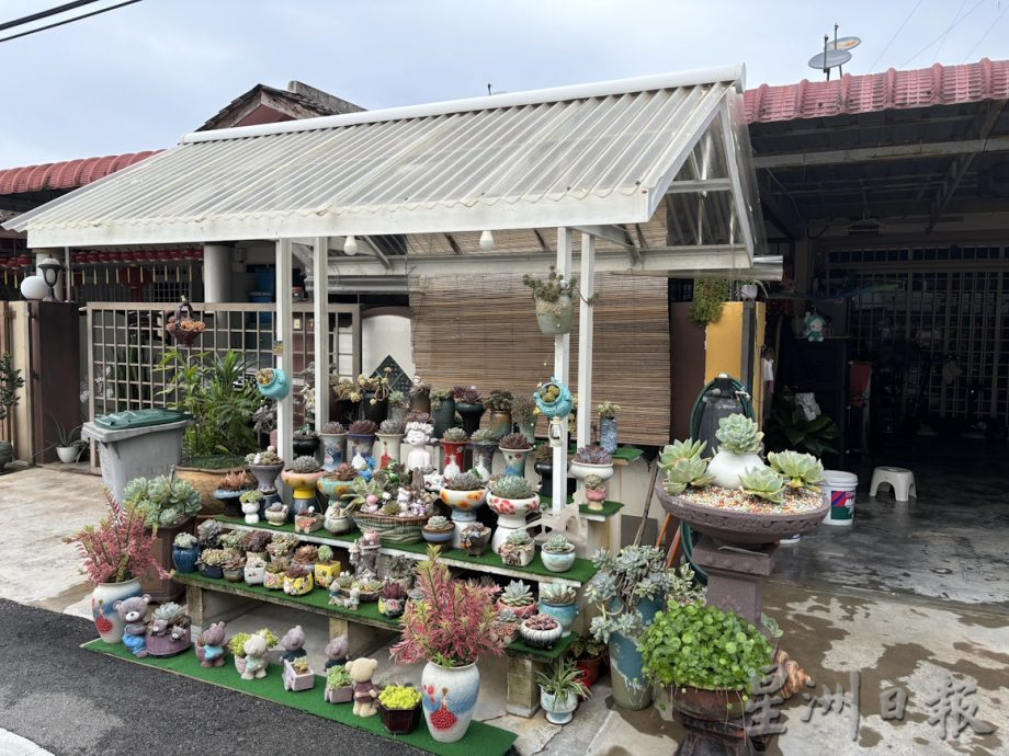 共用版:乐活频道(12月5日见报):郑玫珍种逾600盆多肉植物,营造漂亮景观
