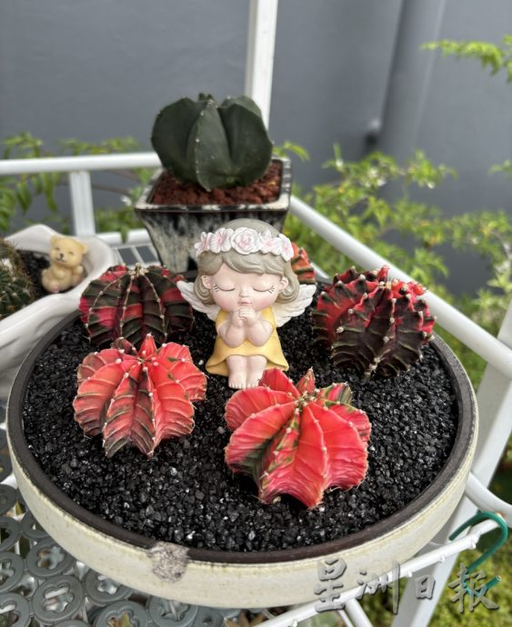 共用版:乐活频道(12月5日见报):郑玫珍种逾600盆多肉植物,营造漂亮景观