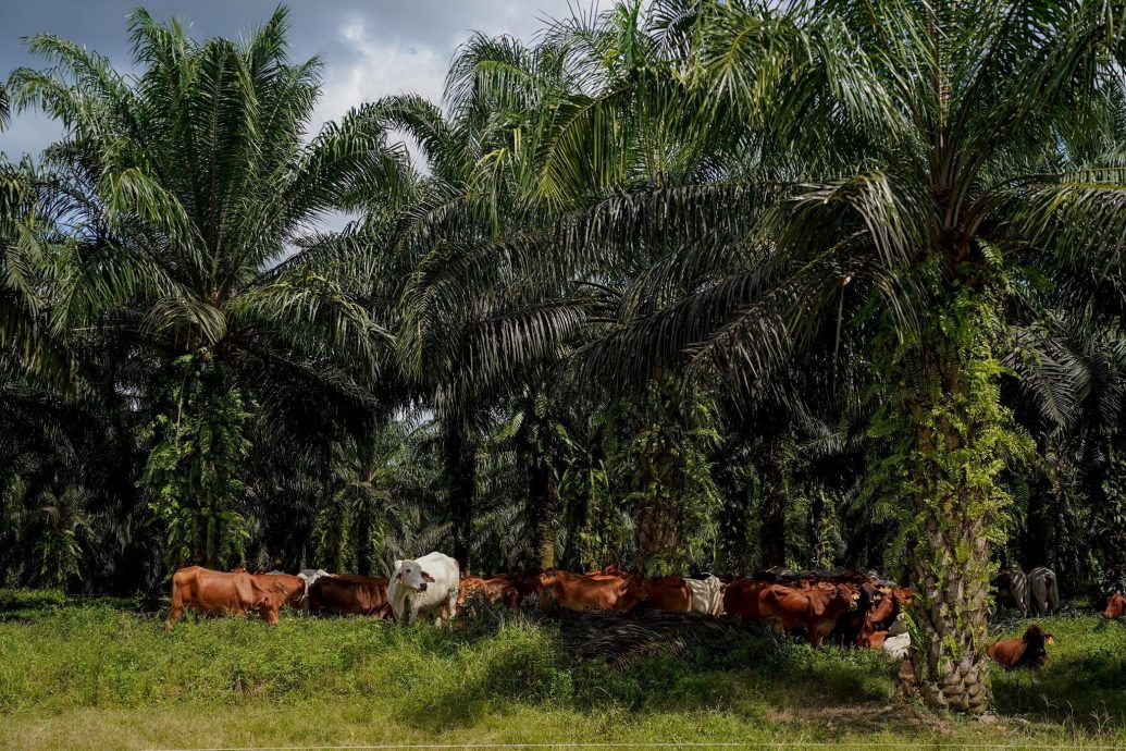 农长:油棕园综合养牛提升自给率 减少除草剂使用