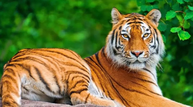 华盛顿20只大型猫科动物感染禽流感死亡 1家猫食含病毒饲料死亡