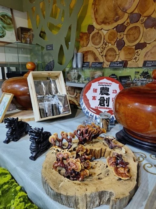卓衍豪/复育环境,点亮前路的萤火