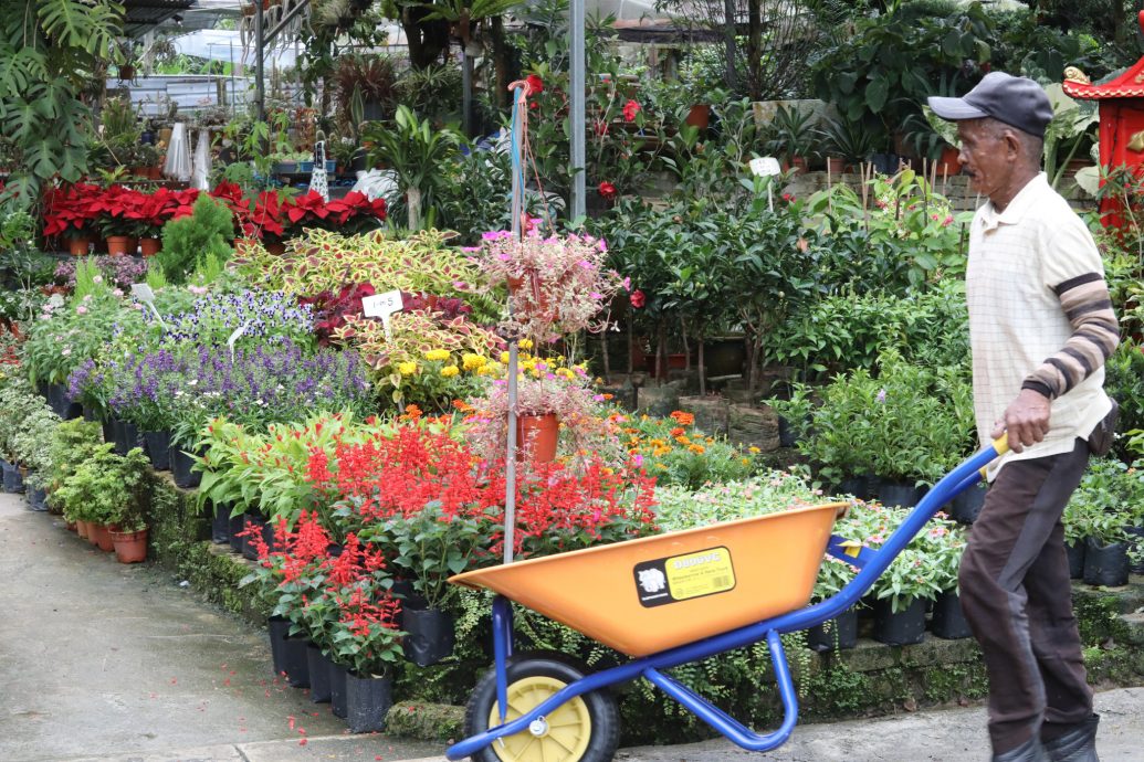 大都会/封面主文／走访双溪毛糯花圃／9图