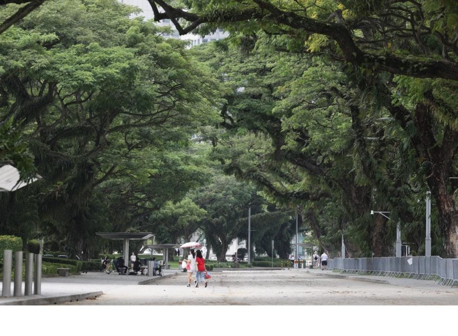已签发 柔:狮城二三事:具社会历史价值 狮城259古树获保留