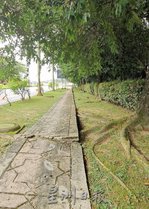 **已签发**柔:封面副文:【民生特工队】:依城行政区树根毁步道,市民忧日后问题更大