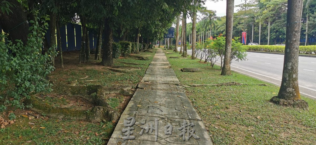 **已签发**柔:封面副文:【民生特工队】:依城行政区树根毁步道,市民忧日后问题更大