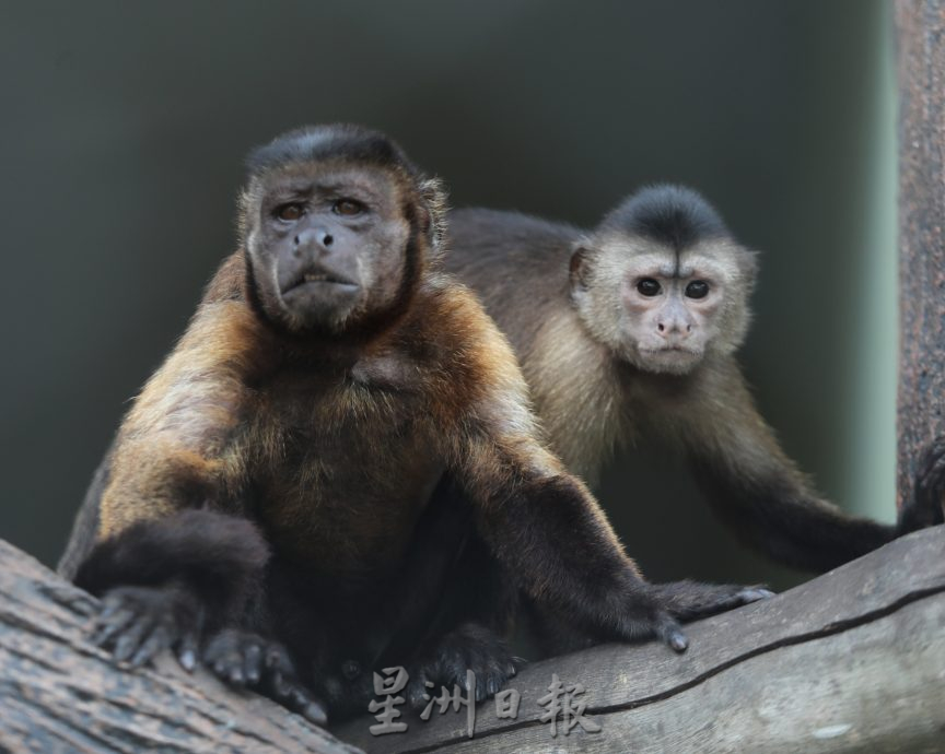 **已签发**柔:封面:【特稿】:重开后成亲子活动热点,柔佛动物园更是学校假期好去处