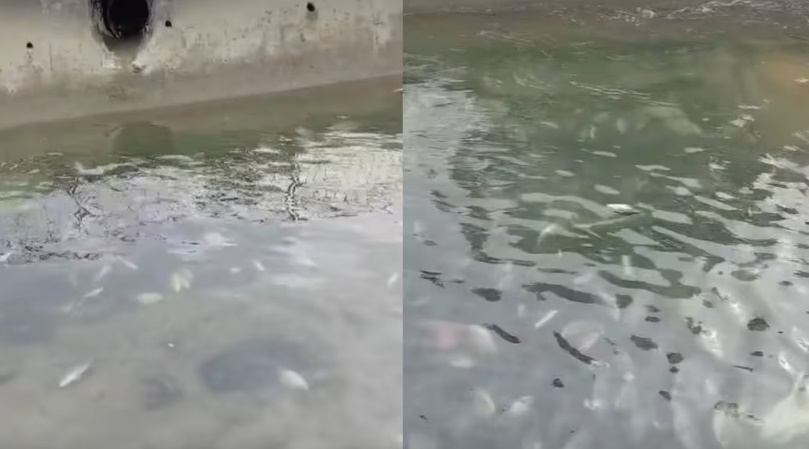 *已签发*柔:狮城二三事:水渠现近200条死鱼 狮城环境局:或海水流入盐度过高所致