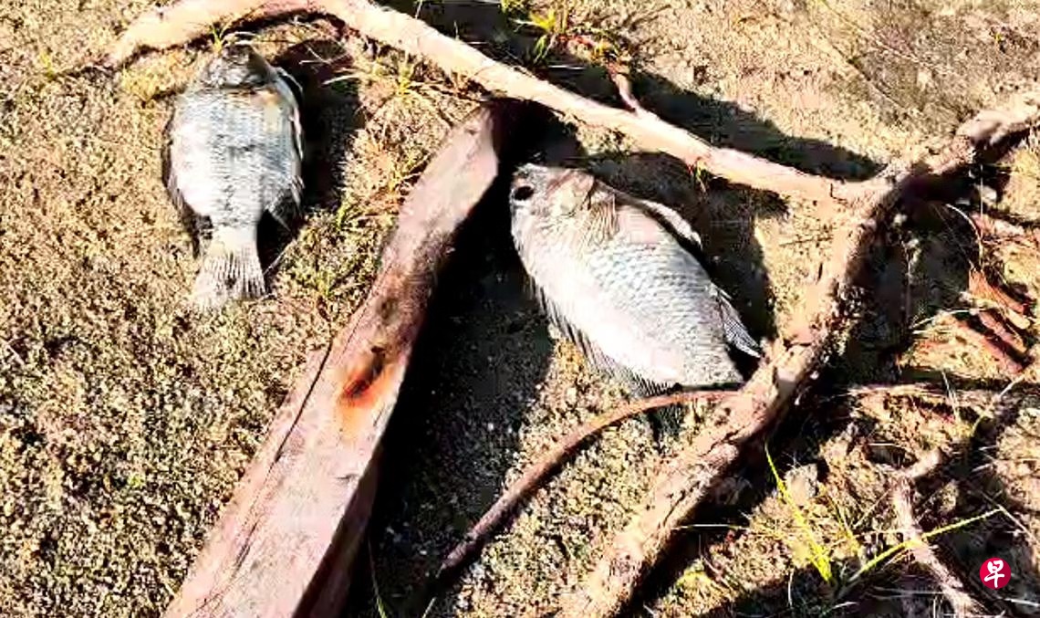 *已签发*柔:狮城二三事:滨海东岸现大批死鱼 狮城环境局:非污染排放
