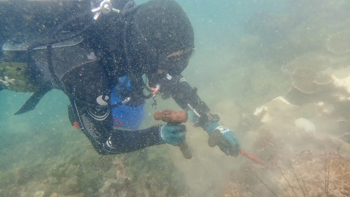 *已签发*柔:狮城二三事:狮城公园局展开珊瑚修复计划 在当地水域移植10万株珊瑚