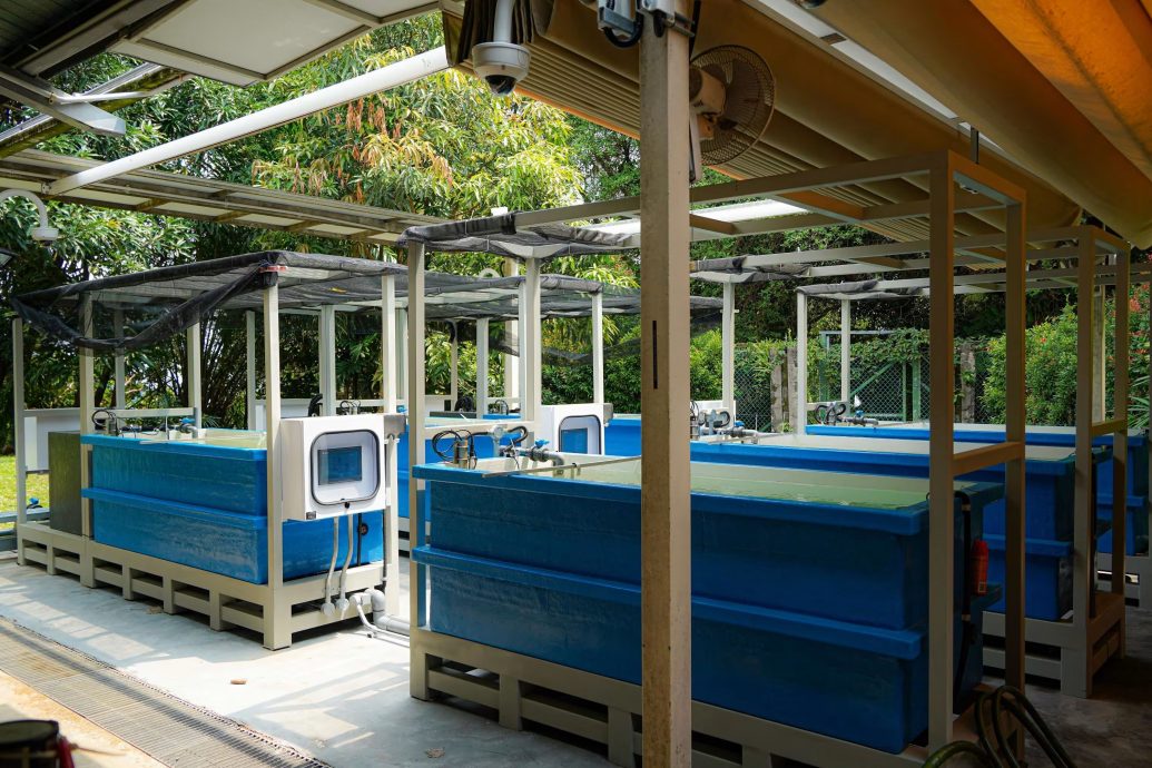 *已签发*柔:狮城二三事:狮城公园局展开珊瑚修复计划 在当地水域移植10万株珊瑚