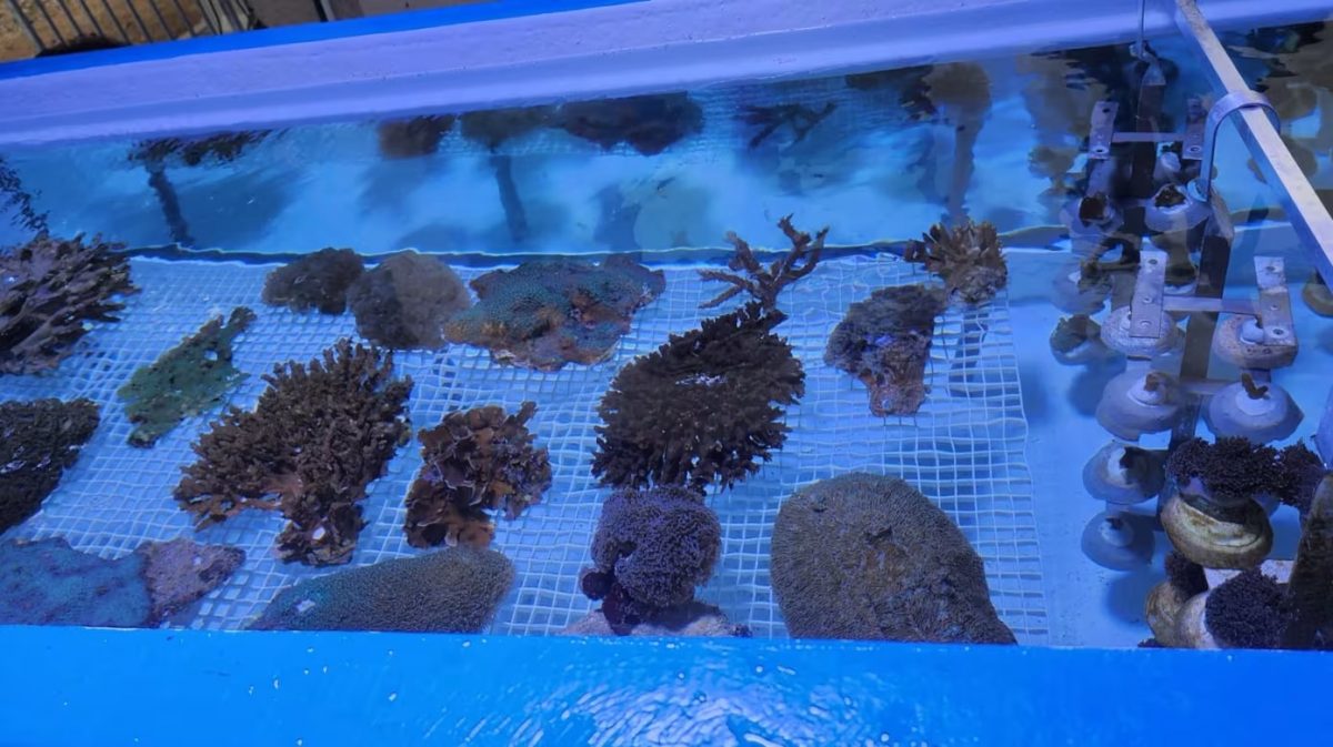 *已签发*柔:狮城二三事:狮城公园局展开珊瑚修复计划 在当地水域移植10万株珊瑚