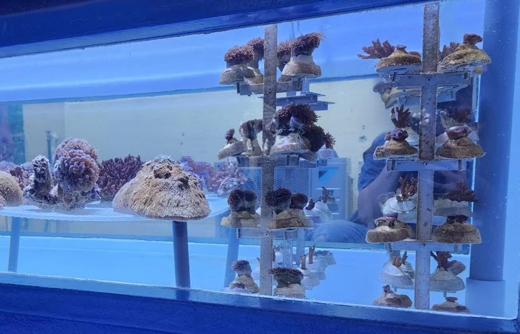 *已签发*柔:狮城二三事:狮城公园局展开珊瑚修复计划 在当地水域移植10万株珊瑚