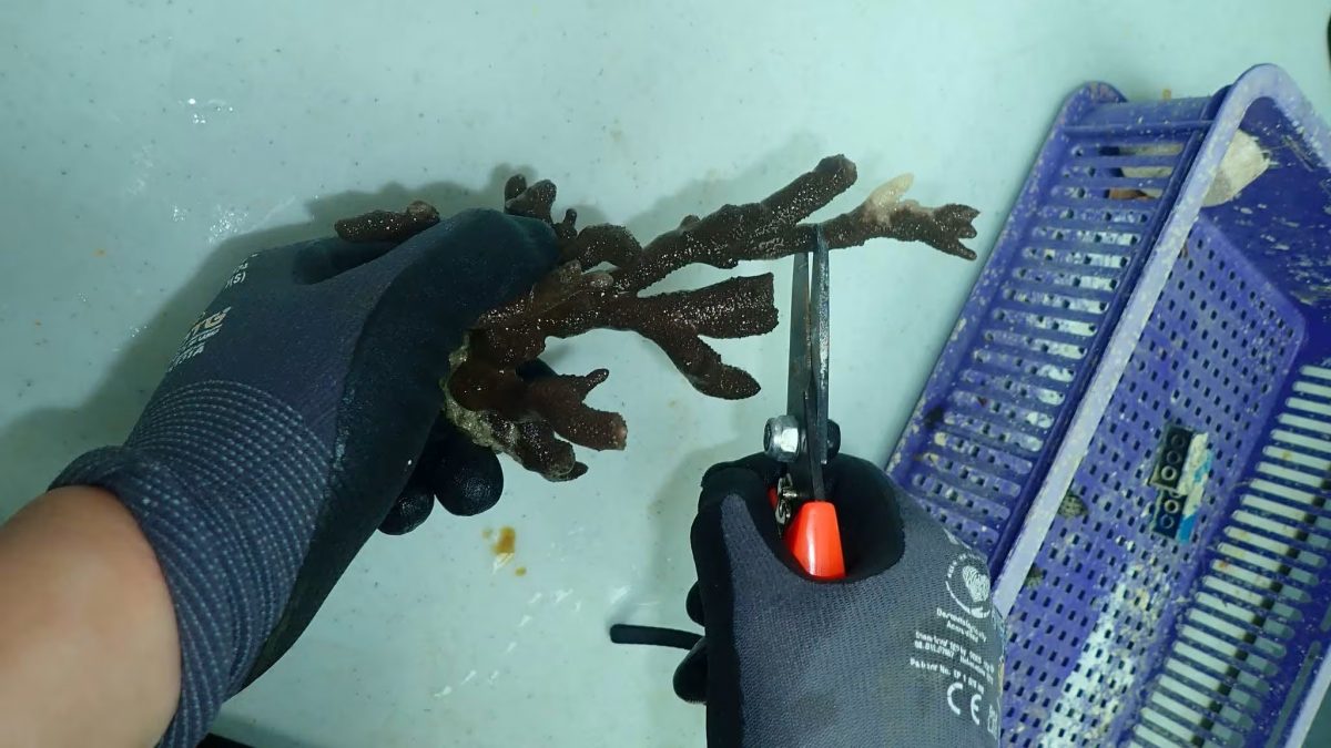 *已签发*柔:狮城二三事:狮城公园局展开珊瑚修复计划 在当地水域移植10万株珊瑚