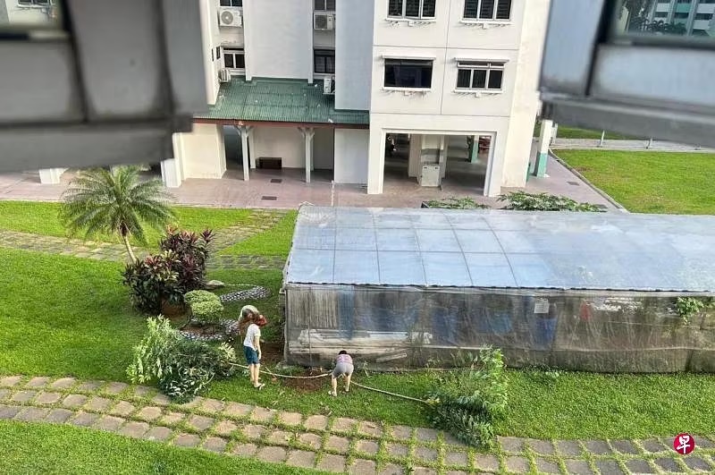 *已签发*柔:狮城二三事:砍树被指破坏公物 狮城“菜园嫂”喊冤