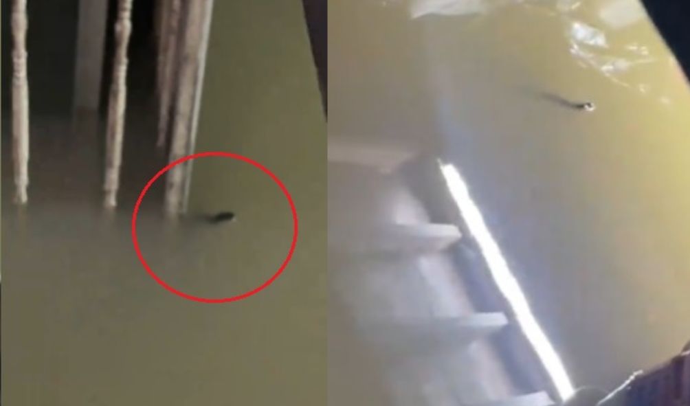 年终大水灾|视频|住家淹水惊见蛇游泳 网促别在洪水中嬉水!