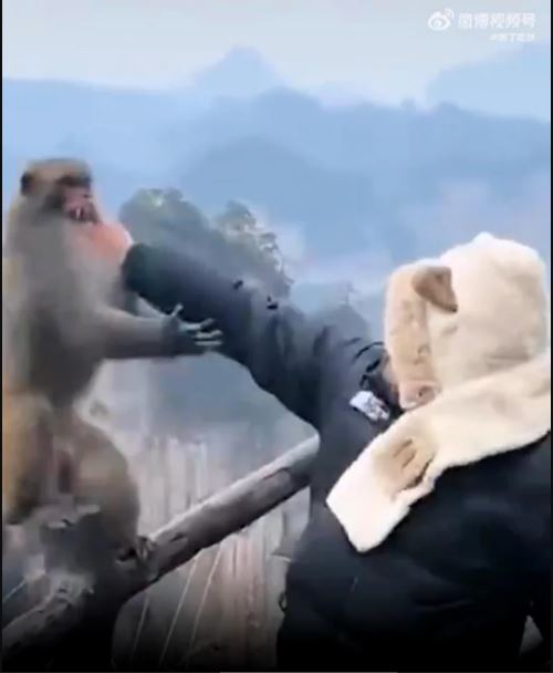 拚图两图)张家界人猴互殴  拳击男压倒性胜利