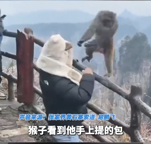 拚图两图)张家界人猴互殴  拳击男压倒性胜利