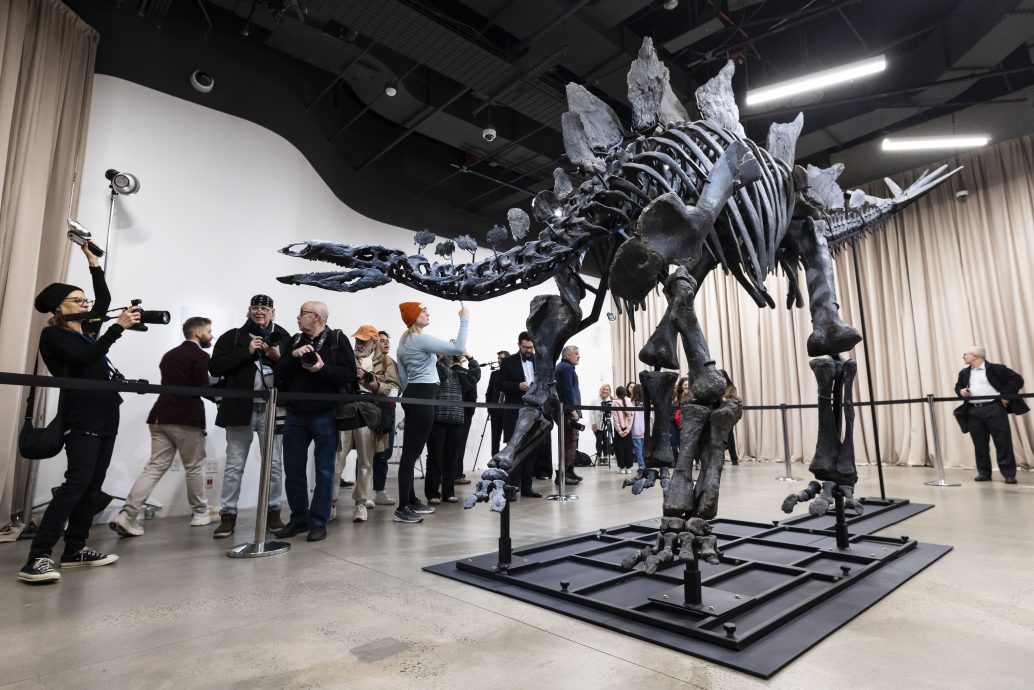 拚盘/史上最贵恐龙化石“Apex”展出