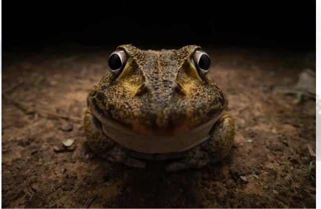 拼盘  2024搞笑野生动物摄影奖出炉 “卡住的松鼠”击败逾9千件作品夺冠