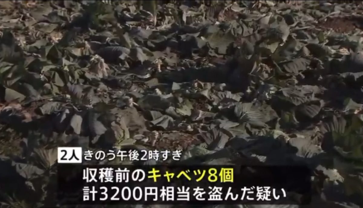 日本爆盗菜案3200颗包菜不翼而飞 2中国男被捕