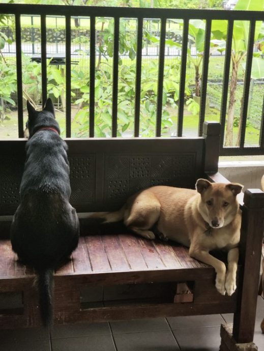 曾毓林／幸好家里还有狗