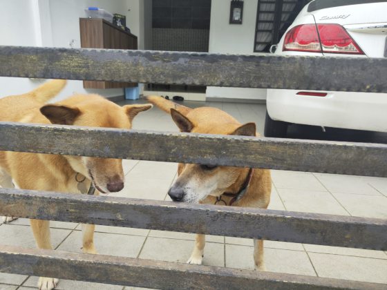 曾毓林／幸好家里还有狗