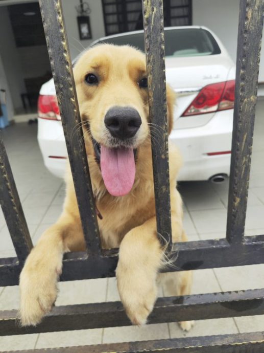 曾毓林／幸好家里还有狗