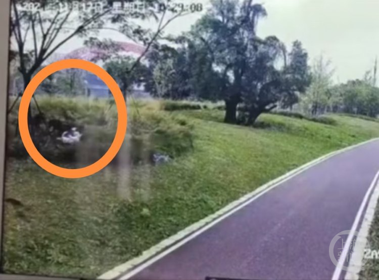 江西赣州一公园内四条大型犬撕咬母女俩